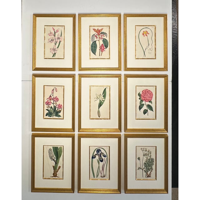 Illustration Set of 9 Original 1842 Curtis Botanical Prints in Ornate Gold-Leaf Gesso Matting – Framed For Sale - Image 3 of 15