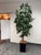 Design Plus Gallery presents a Faux Mango Tree + Tapered Black Planter. This tall faux tree has a slender trunk and a...