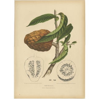 Sheep van Nooten, Bullock's Heart Botanical, 1880, Chromolithograph For Sale