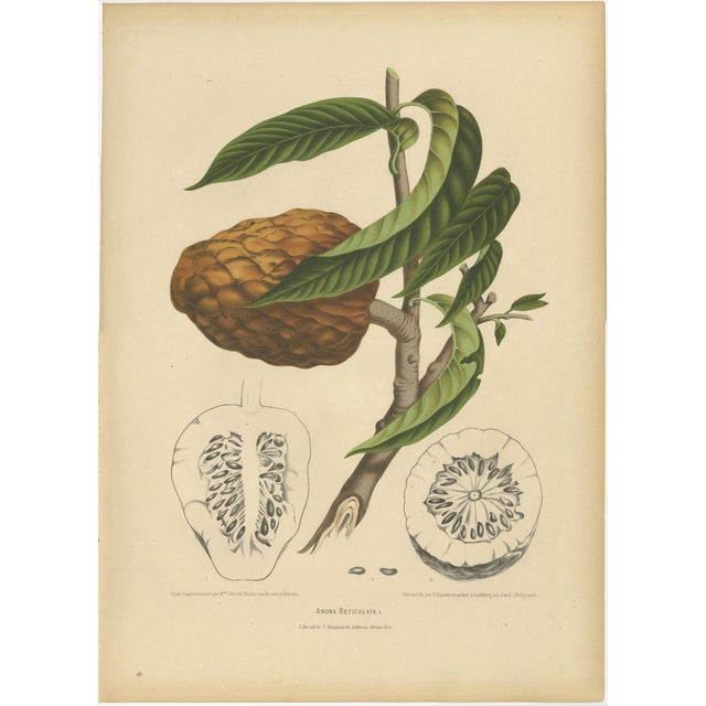 Sheep van Nooten, Bullock's Heart Botanical, 1880, Chromolithograph For Sale