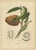 Sheep van Nooten, Bullock's Heart Botanical, 1880, Chromolithograph For Sale