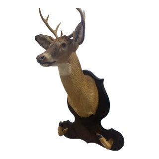 Whitetail Deer Head Shoulder Mount Taxidermy With Hoofs for Gun Holder 35x23 For Sale
