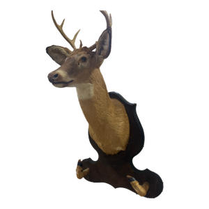 Whitetail Deer Head Shoulder Mount Taxidermy With Hoofs for Gun Holder 35x23
