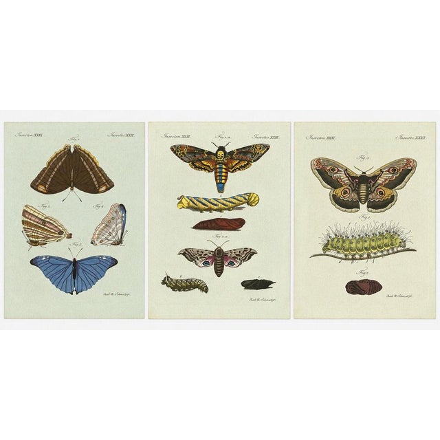 Paper Bertuch, Set of Three Antique Butterfly and Moth Prints, Engraving For Sale - Image 7 of 9