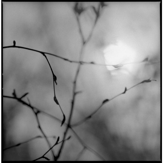 Not Yet Made - Made To Order Paul Cooklin, Birch Stems, Edition of 50 For Sale - Image 5 of 5