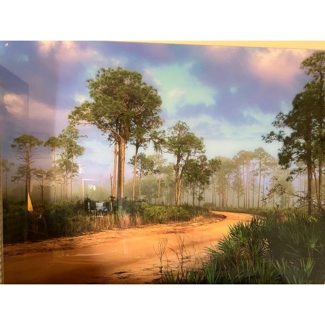 American Old Florida; Highlands Hammock Park, Sebring Florida Photo Print, Pines and Palmetto. Four by Three Feet in Plastic For Sale - Image 3 of 18