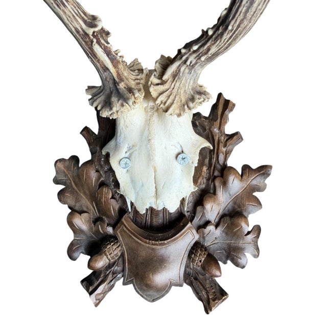 1900 - 1909 Roe Deer Trophy 59 Black Forest Antlers For Sale - Image 5 of 5