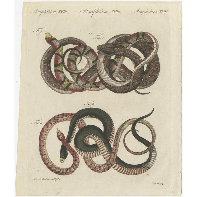 Bertuch, Four Intertwined Snakes, 1805, Print For Sale - Image 3 of 12