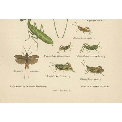 Richard Tümpel, Mantis, Stick Insects & Grasshoppers, 1908, Lithograph, Set of 3 For Sale - Image 9 of 12