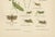 Richard Tümpel, Mantis, Stick Insects & Grasshoppers, 1908, Lithograph, Set of 3 For Sale - Image 9 of 12
