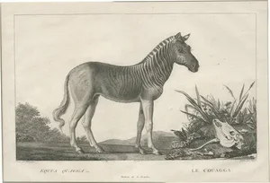 Miger, Illustration of a Quagga, 1805, Print