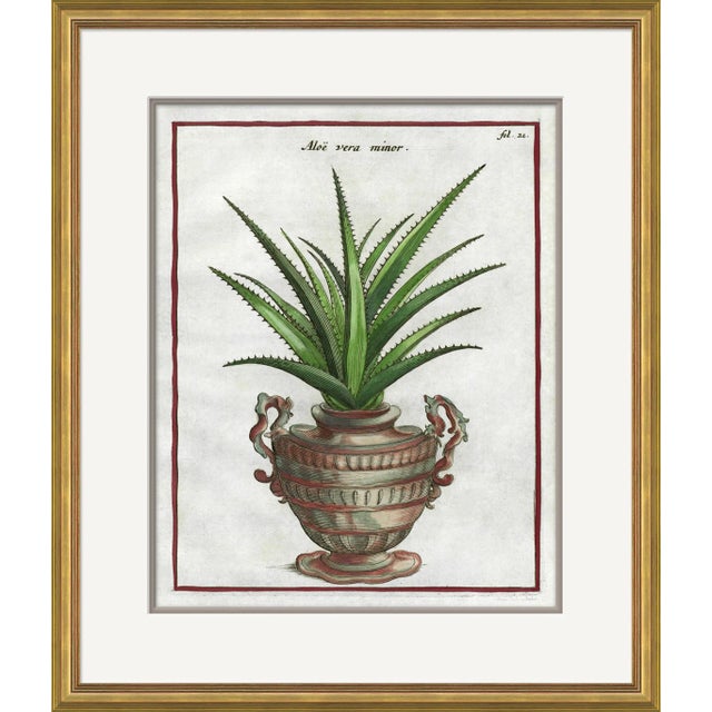 17th Century Florilegium II Framed Art Print For Sale
