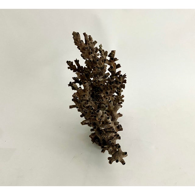 Shell Natural Black Octopus Coral Specimen For Sale - Image 7 of 8