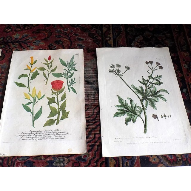Realism Authentic Antique 18th Century Weinmann/Miller Hand Colored Folio Size Botanical Mezzotints - Set of 6 For Sale - Image 3 of 6