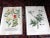 Realism Authentic Antique 18th Century Weinmann/Miller Hand Colored Folio Size Botanical Mezzotints - Set of 6 For Sale - Image 3 of 6