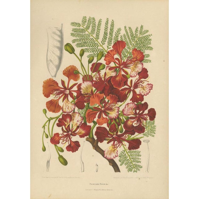 Title: antique royal poinciana botanical chromolithograph by hoola van nooten, c. 1880 : a magnificent original antique...