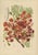 Title: antique royal poinciana botanical chromolithograph by hoola van nooten, c. 1880 : a magnificent original antique...