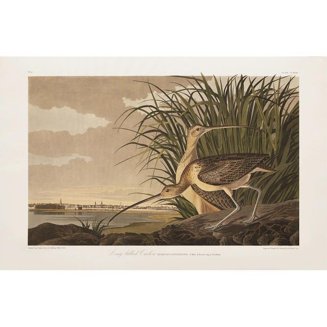 Camel 1990s Long-Billed Curlew After Audubon, Large Cottage Style Print For Sale - Image 8 of 12