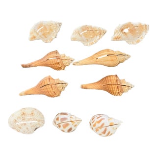 1950s Coastal Sea Shells Place Card Holders - Set of 10 For Sale