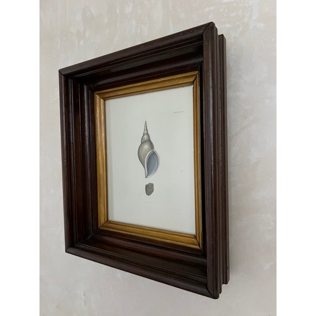 Antique Shell Engraving in Deep Inset Frame For Sale - Image 4 of 11