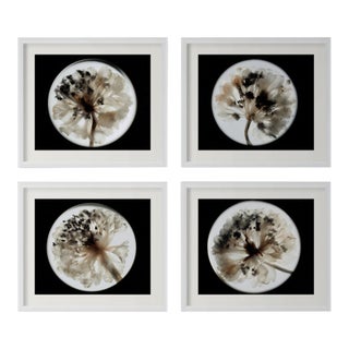 Botanical Studies — Limited Edition Photographic Series of 4 by Diane Grant For Sale