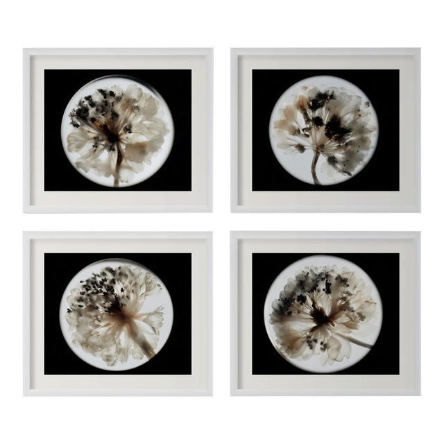 Botanical Studies — Limited Edition Photographic Series of 4 by Diane Grant For Sale