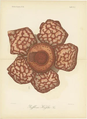 Brill, Rafflesia Hasseltii, 1884, Print