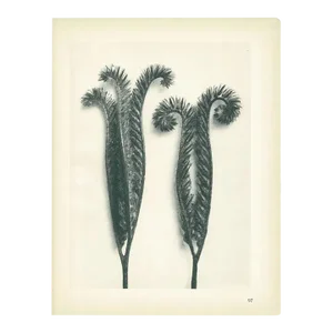 1928 Karl Blossfeldt Original Period Photogravure N97 of Phacelia Tanacetifolia