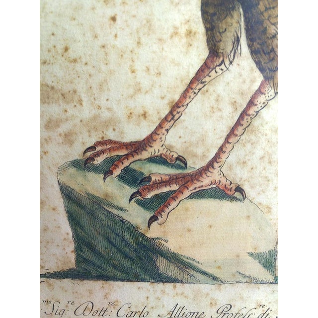 Paper Saverio Manetti, Gallo Pavone del Brasile, 20th Century, Print, Framed For Sale - Image 7 of 13