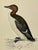 Antique Hand Tinted Bird Print From England Featuring a Brunnich’s Guillemot- Circa 1888 For Sale - Image 10 of 11