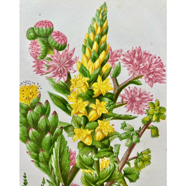 Antique W. Dickes & Co. Botanical Print From England Showcasing Varieties of Stonecrop Flowers, Wall Pennywort, House Leek & Orpine - Circa 1870 For Sale In Dallas - Image 6 of 12