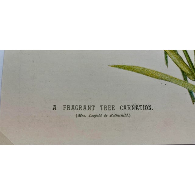 Plastic Antique Botanical Print From England Showcasing a Fragrant Pink Tree Carnation Flower - Circa 1892 For Sale - Image 7 of 10