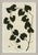 Hable Ink on Paper - Fern, Vine, and Branches by Susan Hable For Sale - Image 4 of 5