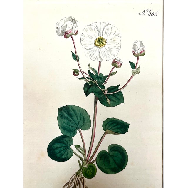 Antique Original Hand Colored Curtisi in Floral Botanical Etching c.1797 For Sale - Image 4 of 4