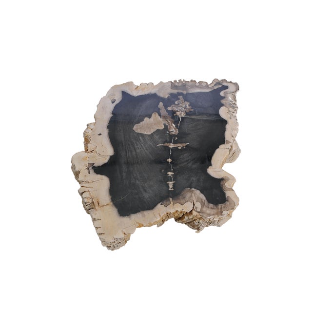 Contemporary Big Petrified Wood Side Table by Xyleia Petrified Wood For Sale - Image 3 of 6