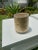 Mid-Century Modern Capis Shell Vase For Sale In Miami - Image 6 of 6