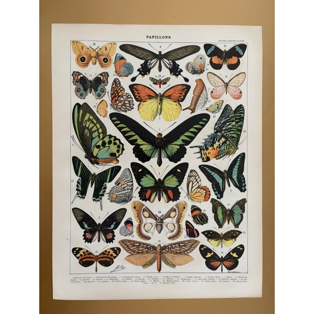 Chart with Exotic Butterflies by Adolphe Millot, 1900 For Sale - Image 5 of 5