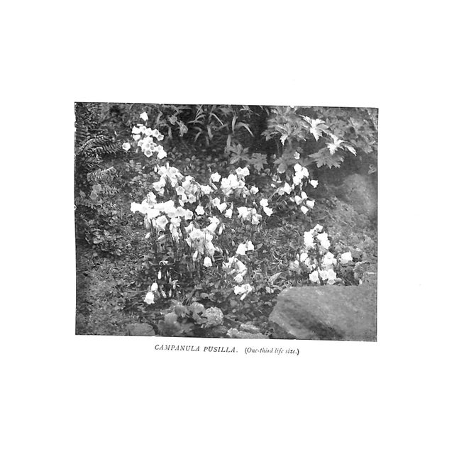 "Wall & Water Gardens" 1901 Jekyll, Gertrude For Sale - Image 10 of 13