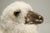 Old Plank Solid Bronze Sheep For Sale - Image 4 of 8