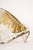 Large flush mount lights designed by kalmar, austria, 1970s wonderful large organic murano glass / bi-colored clear and...