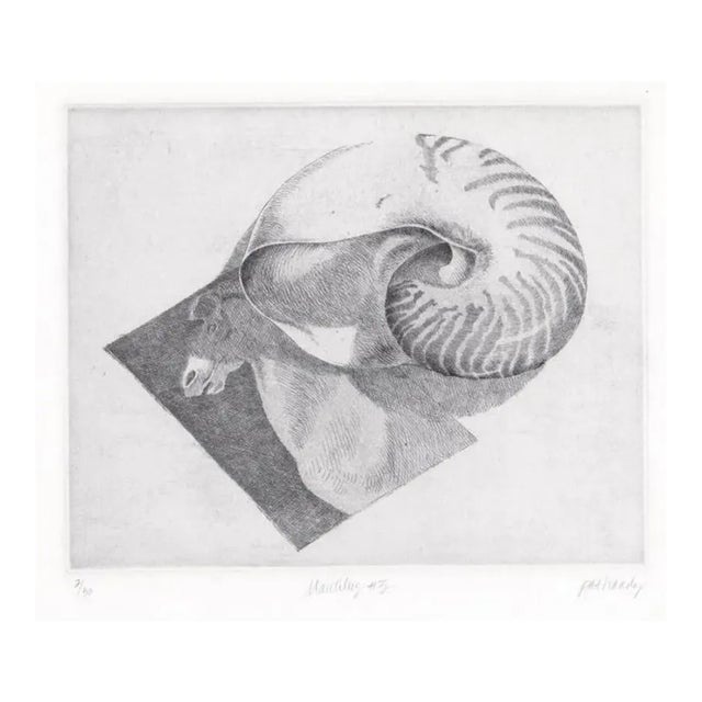 1970s Pat Hardy Nautilus Shell Still Life Etching For Sale