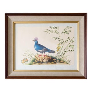 Framed Audubon Style Mid Century Bird Print of a Blue Crowned Pigeon For Sale