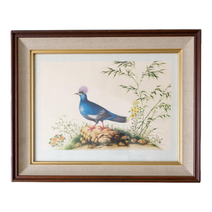 Framed Audubon Style Mid Century Bird Print of a Blue Crowned Pigeon