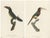 Toucan, 1805, Paper, Set of 2 For Sale