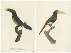 Toucan, 1805, Paper, Set of 2