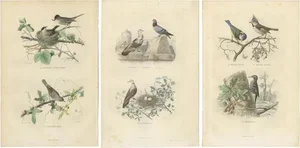 Furne, Blackcap, Whitethroat, Turtledove, 1850, Prints, Set of 3