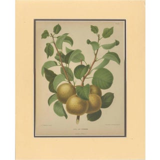 After Wendel, Golden Pear Cluster, 1870 Chromolithograph For Sale