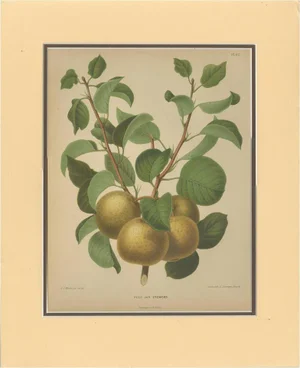 After Wendel, Golden Pear Cluster, 1870 Chromolithograph