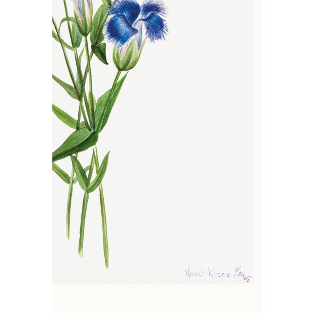 Fringed Gentian, Vintage Botanical Art Print Reproduction by Mary Vaux Walcott, 40" X 60" For Sale - Image 11 of 11