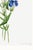 Fringed Gentian, Vintage Botanical Art Print Reproduction by Mary Vaux Walcott, 40" X 60" For Sale - Image 11 of 11